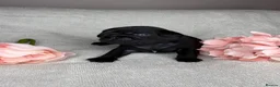 Pug dogs for sale: 🐾💙 GORGEOUS PUG PUPPIES 💙🐾 - Advert 17