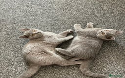 Scottish Fold cats for sale: Loved Sottish kittens to go x2 - Image 1