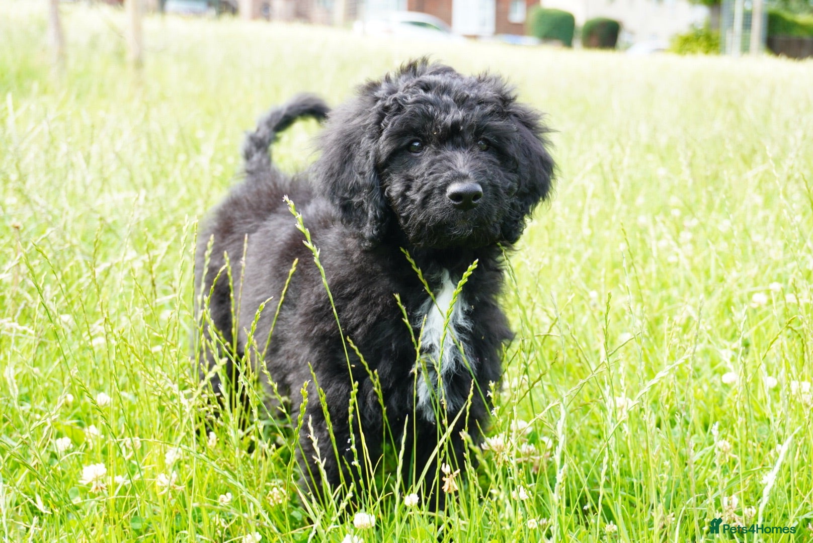 Australian Labradoodle dogs 3 Australian Labradoodles Pups - READY NOW - Advert 6