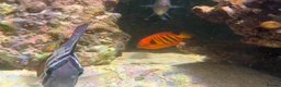 Angelfish fish for sale: mature marine tank closure  - Advert 14