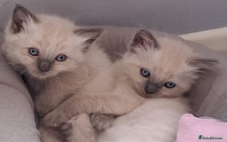 Ragdoll cats for sale: 5 beautiful ragdoll kittens ready to leave now - Image 1