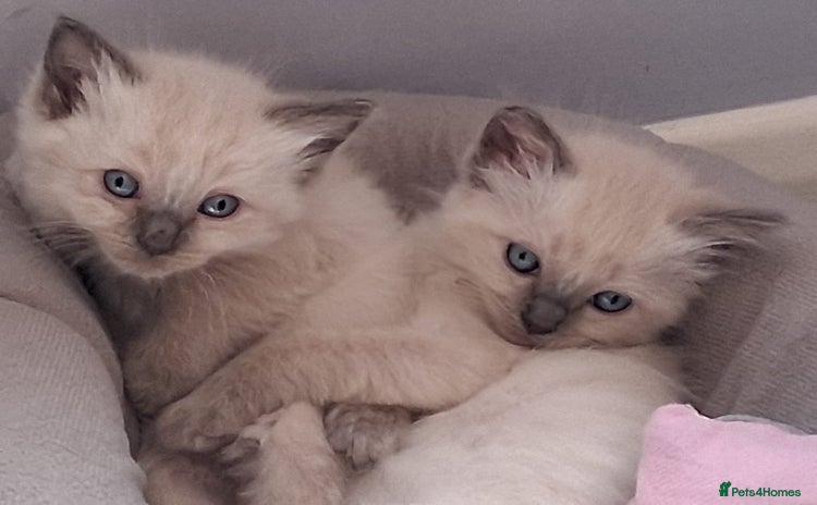 Ragdoll cats - Advert 5