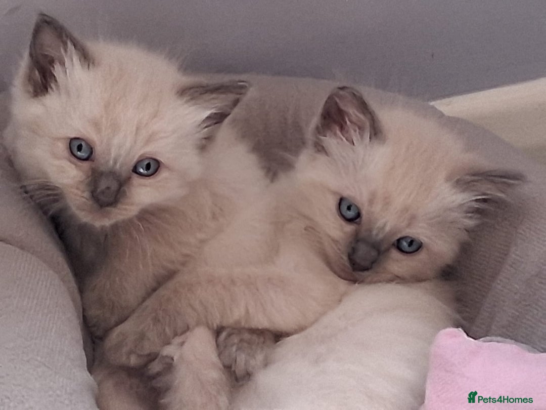Ragdoll cats for sale: 5 beautiful ragdoll kittens ready to leave now - Image 1
