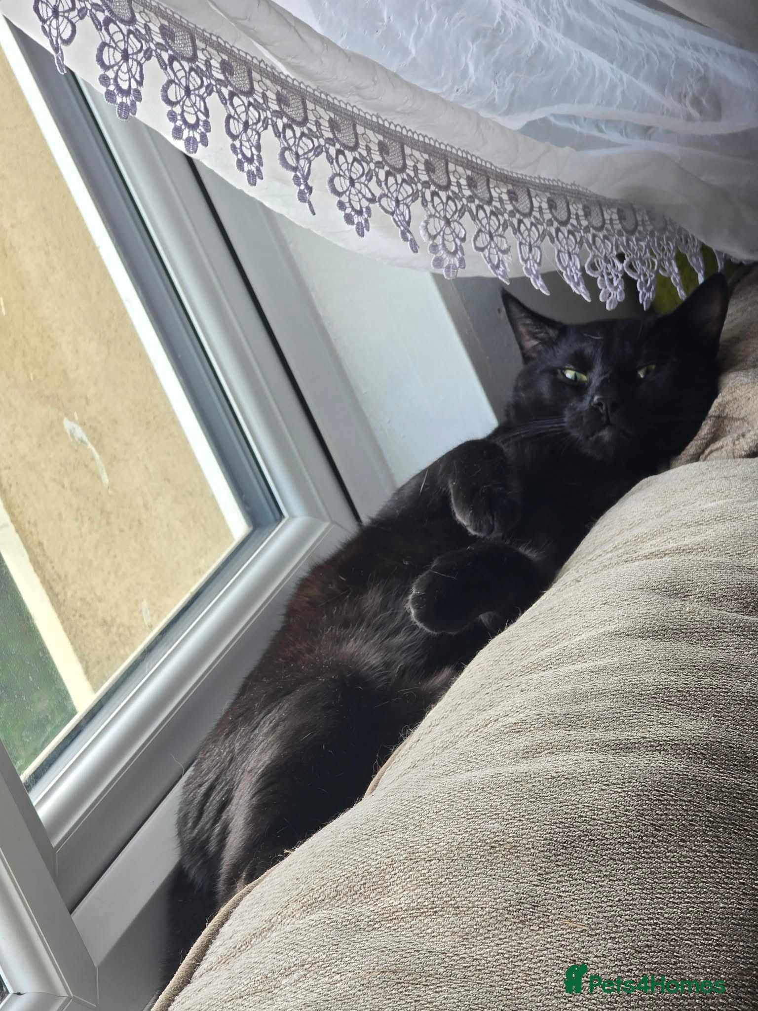Mixed Breed cats Adult Male Cat - Advert 1