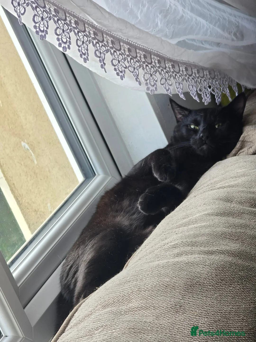 Mixed Breed cats for sale: Adult Male Cat in Cwmbran - Advert 1
