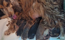 Cocker Spaniel dogs for sale: Champion bloodline sable show cocker puppies  - Image 9