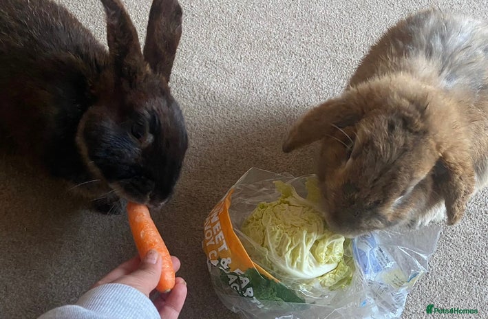 Mixed Breed rabbits - Advert 19