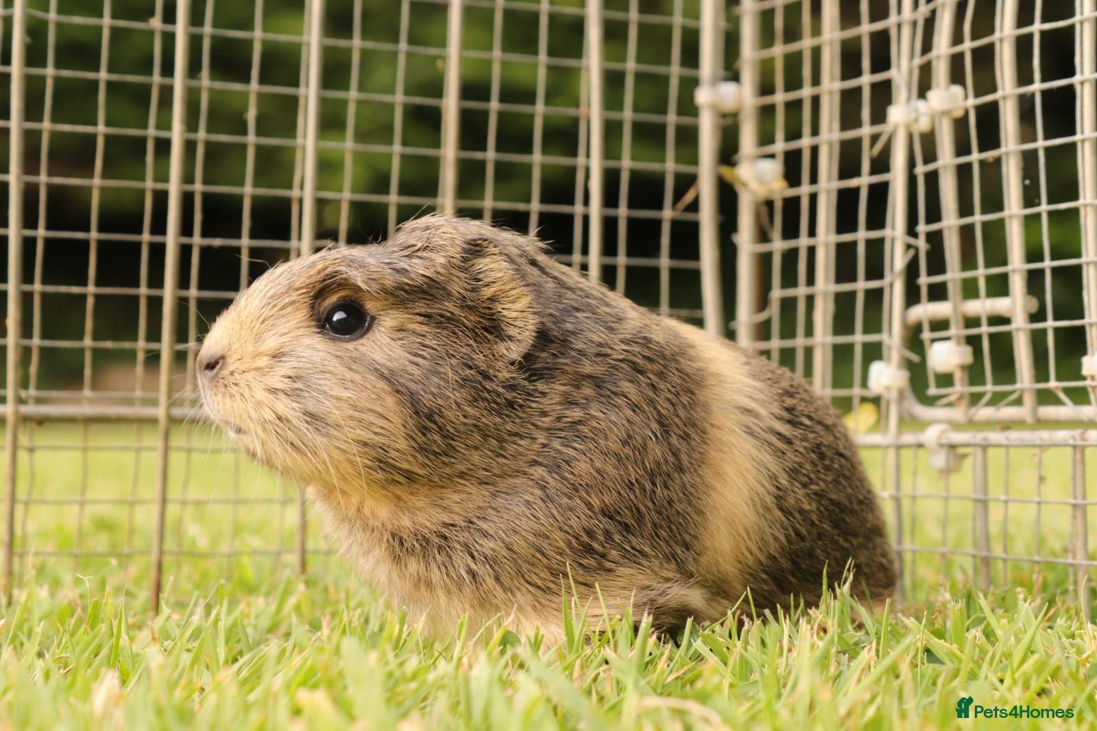 Guinea Pig rodents Baby Guinea Pigs for sale - Advert 2