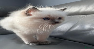Ragdoll cats - Advert 3