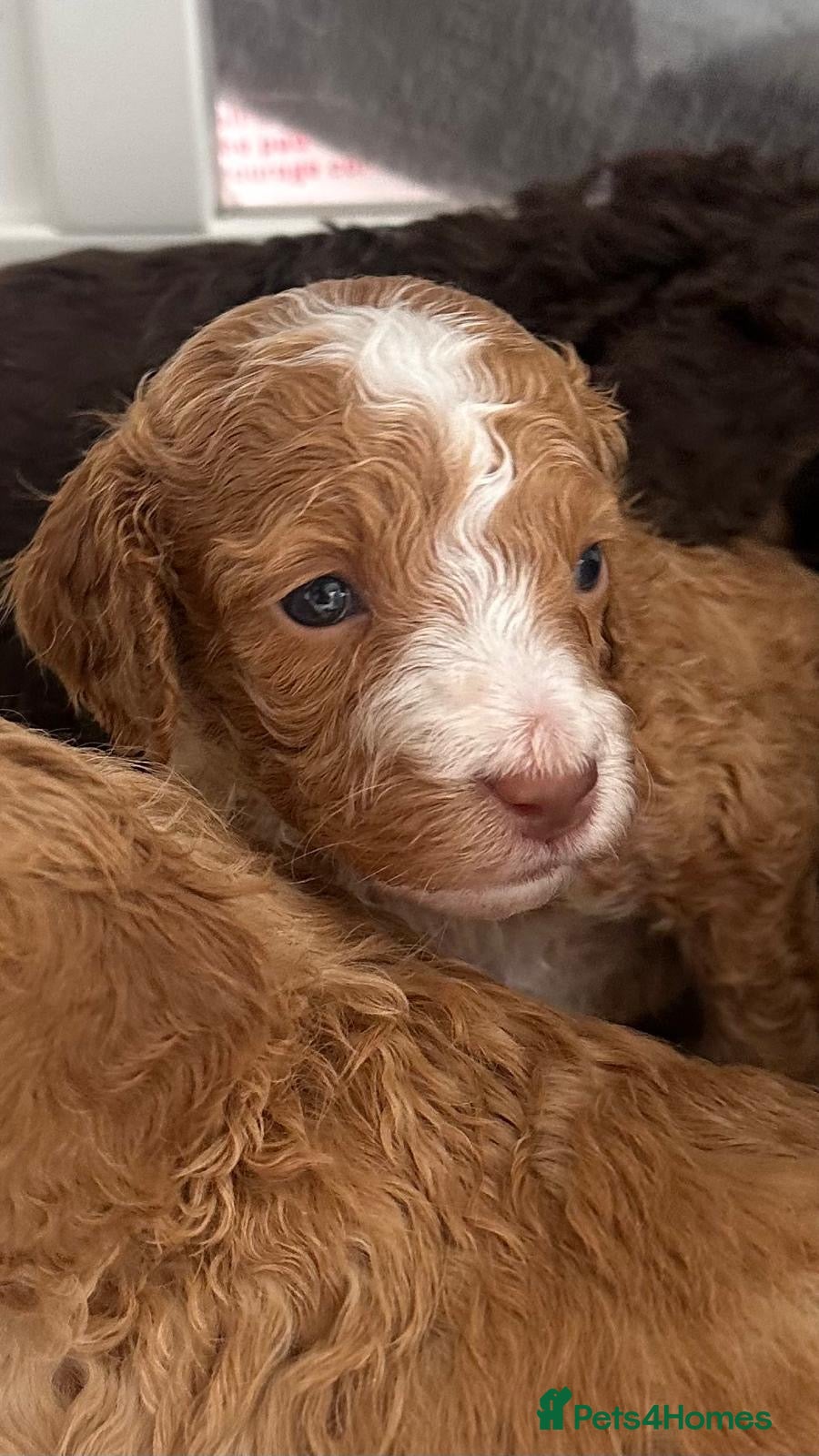 Cockapoo dogs for sale: Beautiful F2B Toy Cockapoo Puppies Ready 1st July  - Advert 5