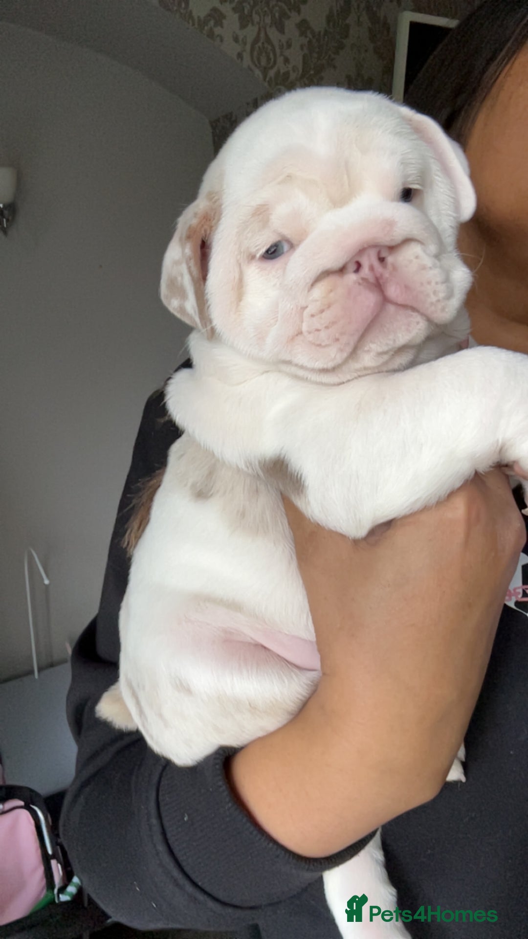 English Bulldog dogs for sale: Last Female English bulldog puppy  - Advert 31