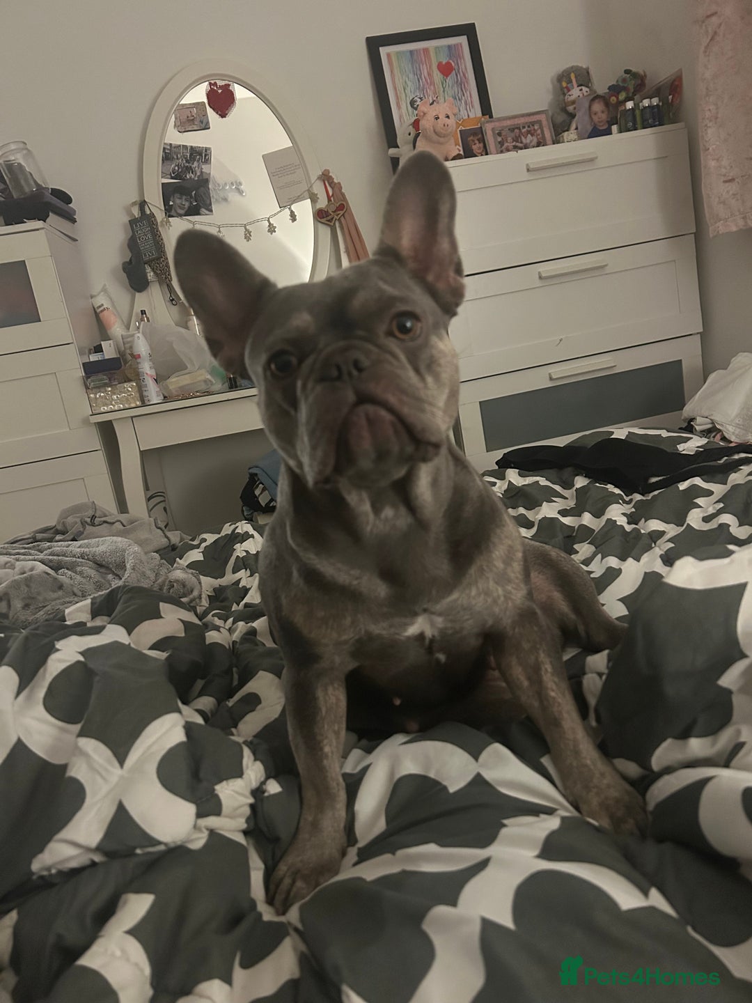 French Bulldog dogs for sale: Female blue Frenchbulldog - Advert 3