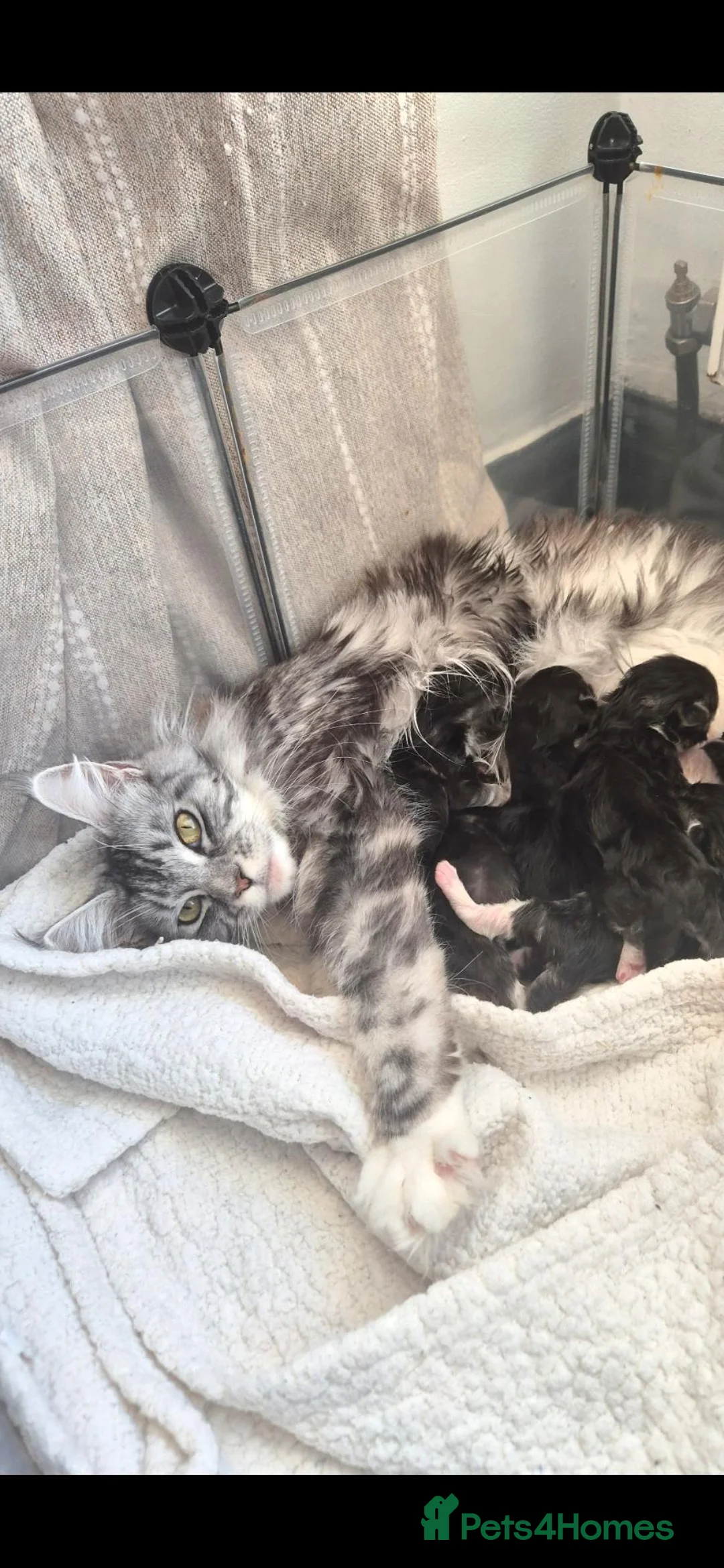 Maine Coon cats for sale: Maine Coon Kittens- TICA registered  - Advert 6