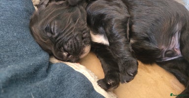 Sprocker dogs - Advert 8