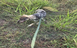 Mixed Breed dogs for adoption: Sweet, Friendly Young RUBY - for a Loving Family - Advert 3