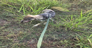 Mixed Breed dogs Sweet, Friendly Young RUBY - for a Loving Family - Advert 4