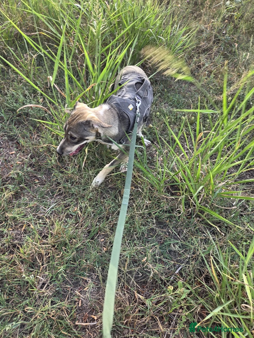 Mixed Breed dogs for adoption: Sweet, Friendly Young RUBY - for a Loving Family - Advert 3