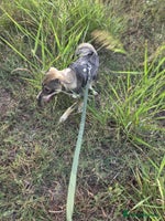 Mixed Breed dogs Sweet, Friendly Young RUBY - for a Loving Family - Advert 3