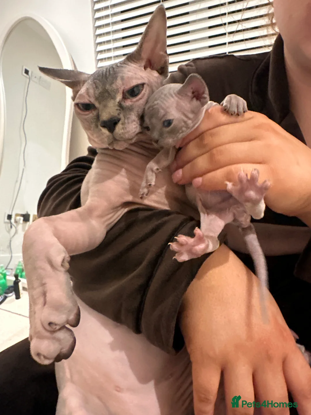 Sphynx cats for sale: Beautiful sphynx kittens from a mum and dad home - Advert 10