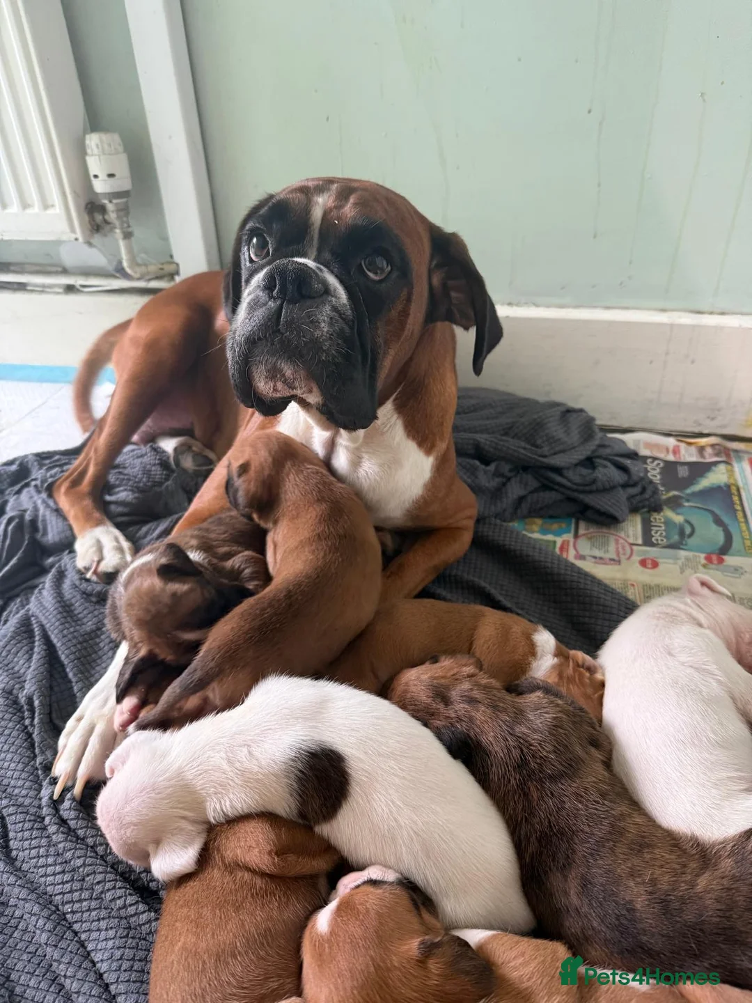 Boxer dogs for sale: Boxer puppys - Advert 1
