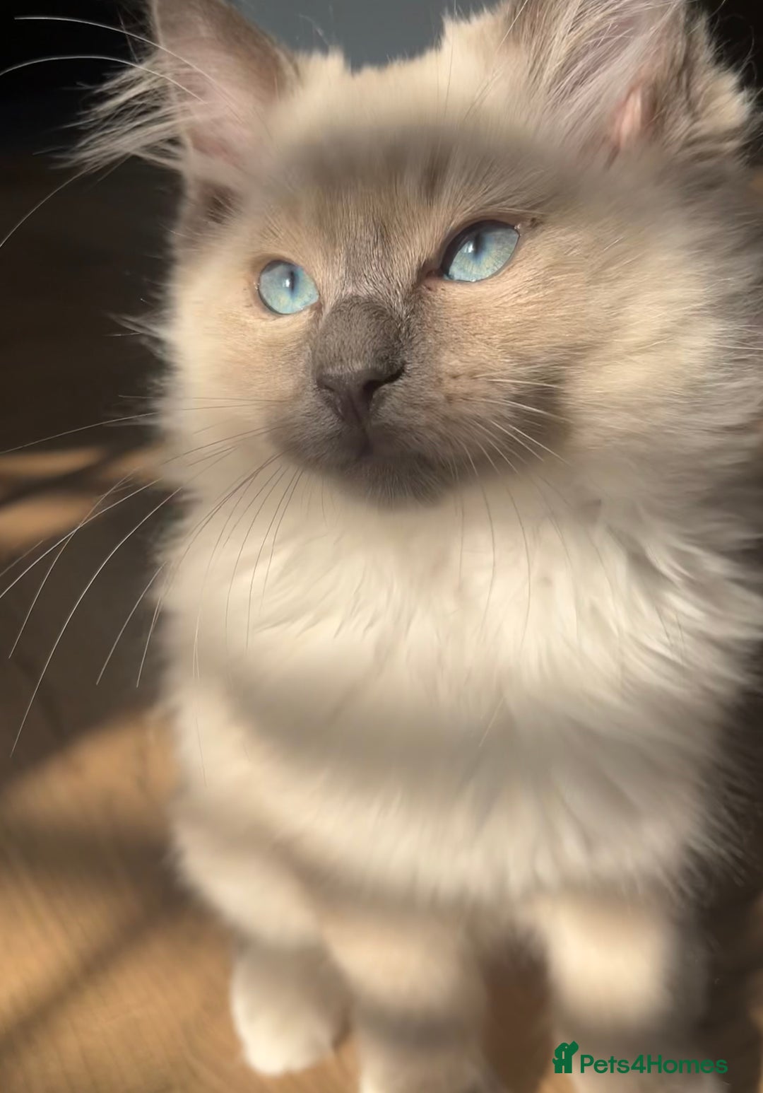 Ragdoll cats for sale: Gorgeous Mitted Bluepoint Ragdoll - Image 2