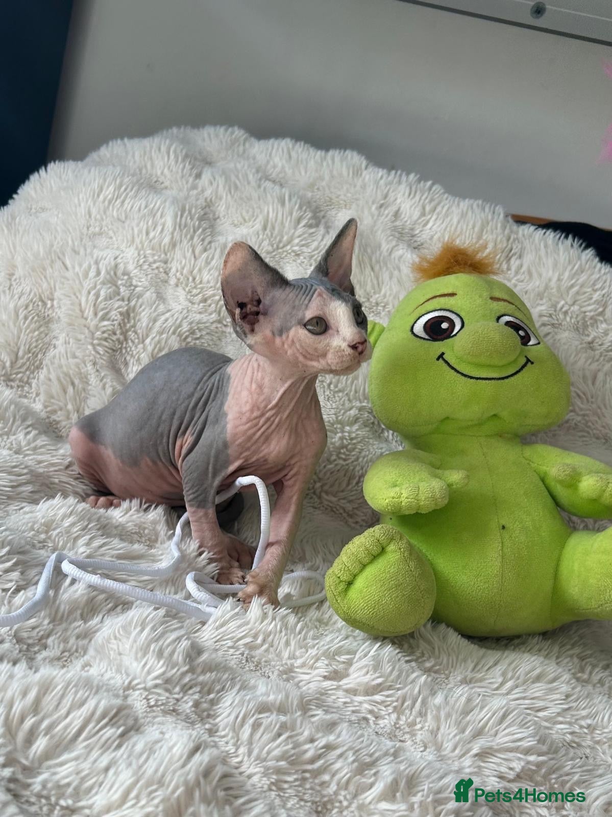 Sphynx cats 5 beautiful sphinxes looking for a loving home. - Advert 1