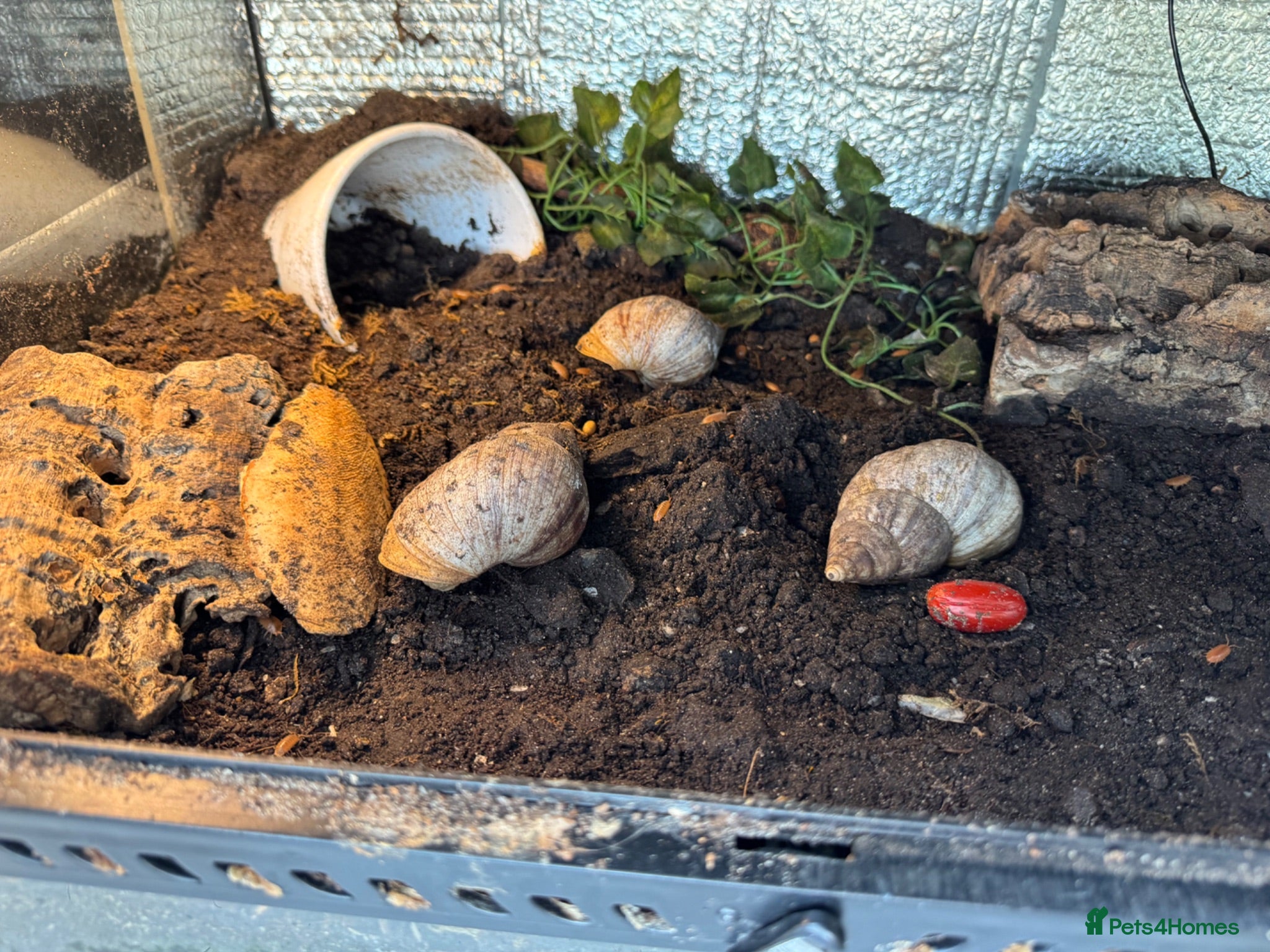 Snails invertebrates Giant African landsnails and full set up.  - Advert 9