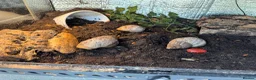 Snails invertebrates for sale: Giant African landsnails and full set up.  - Advert 1