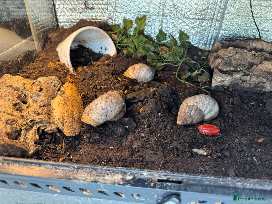 Snails invertebrates for sale: Giant African landsnails and full set up.  - Advert 1