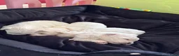 Maltese dogs for sale: Beautiful Maltese puppy  - Advert 4