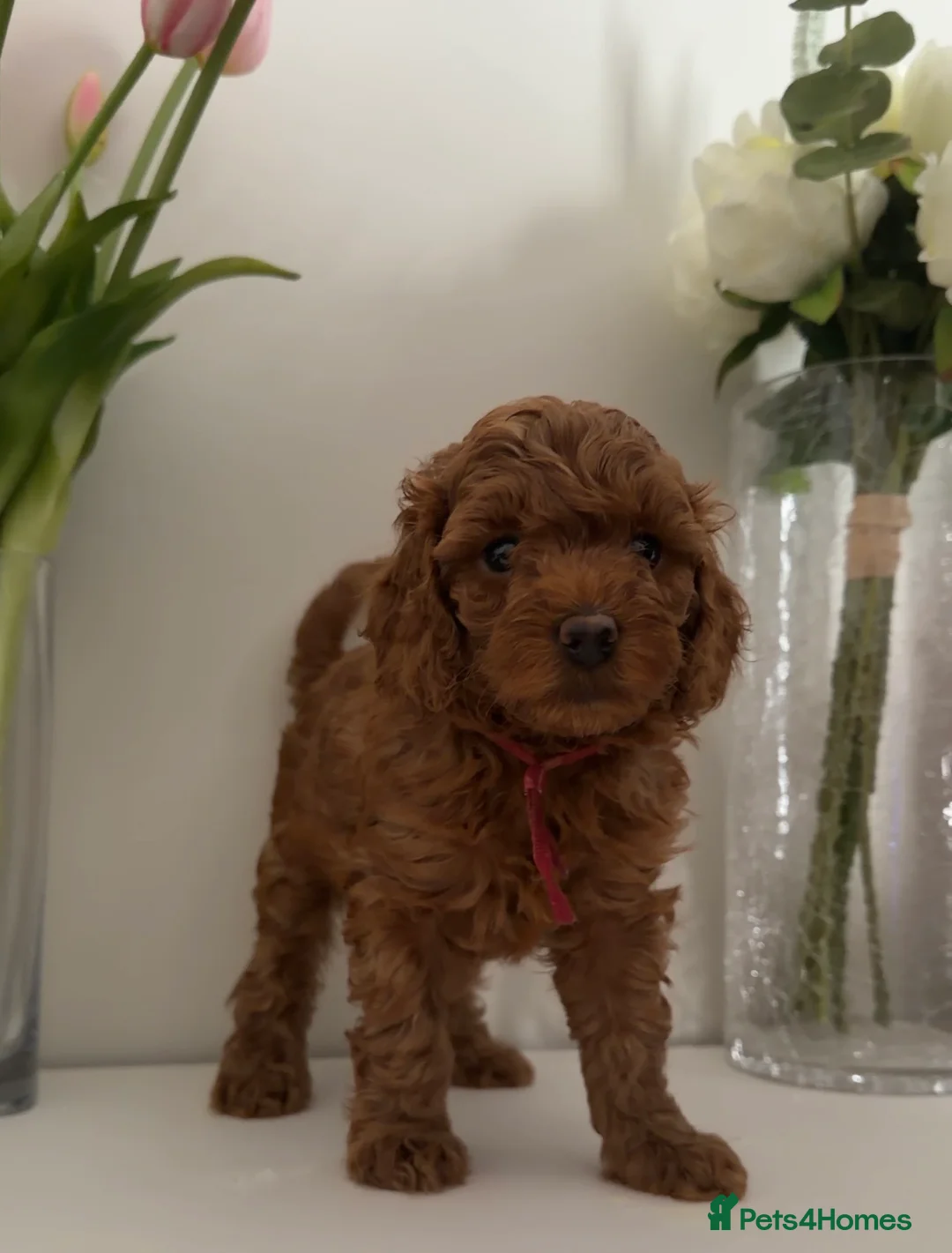 Cavapoo dogs for sale: Stunning f1b male cavapoo - DNA tested parents  in Luton - Advert 28