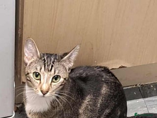 Savannah cats Savannah X Domestic cat - Advert 1