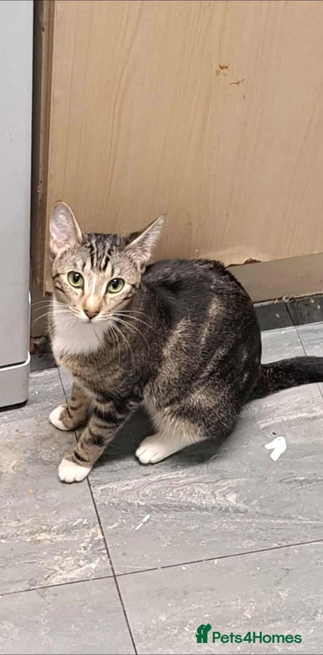 Mixed Breed cats for sale: Savannah X Domestic kittens - Advert 2