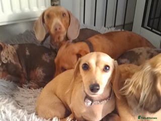 Dachshund dogs - Advert 1