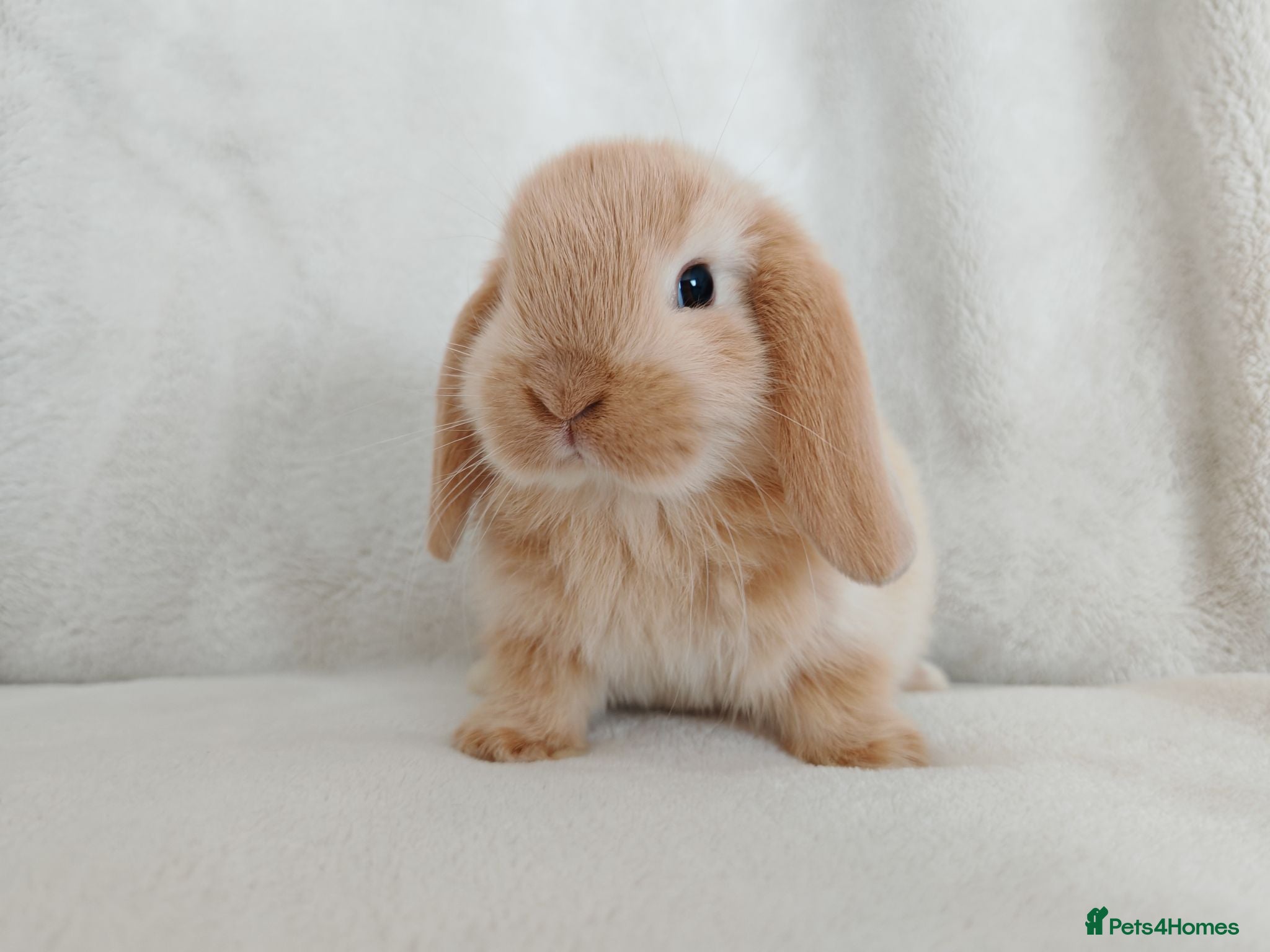 Mini Lop rabbits Beautiful Male Mini Lop's - Advert 1