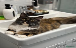 Maine Coon cats for sale: 3/4 Maine Coon Girl - Image 5