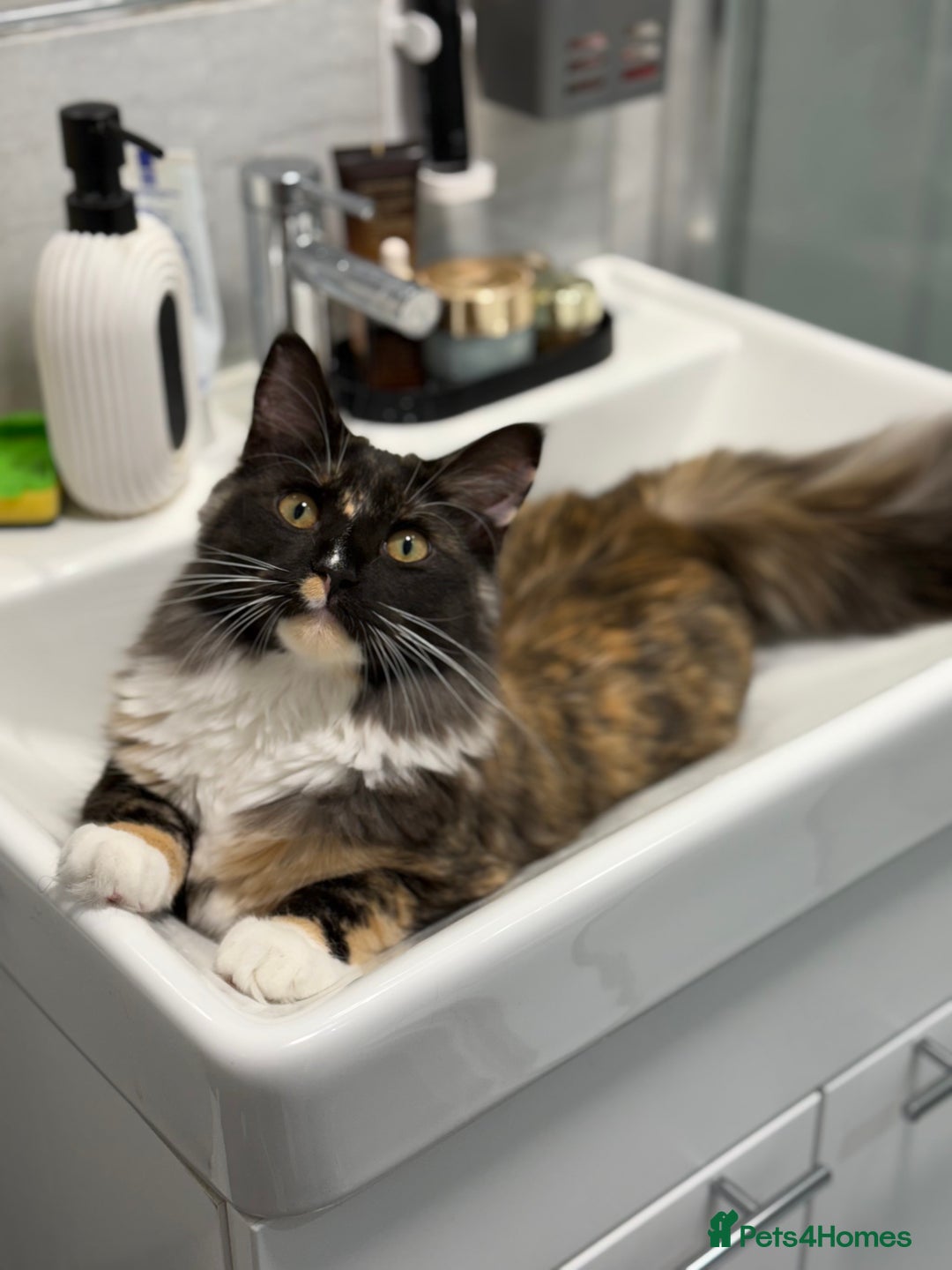 Maine Coon cats for sale: 3/4 Maine Coon Girl - Image 5