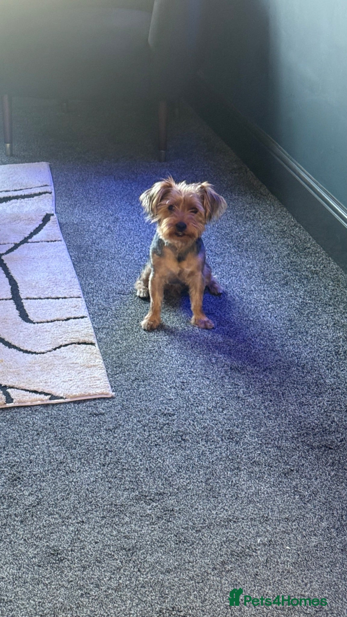 Yorkshire Terrier dogs Freddie the Yorkshire terrier - Advert 7