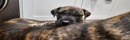 Great Dane dogs for sale: ONLY 1 LEFT Stunning Brindle Male Great Dane Pup - Advert 8