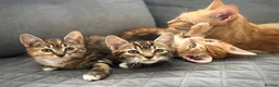 Mixed Breed cats for sale: Gorgeous kittens  - Advert 1