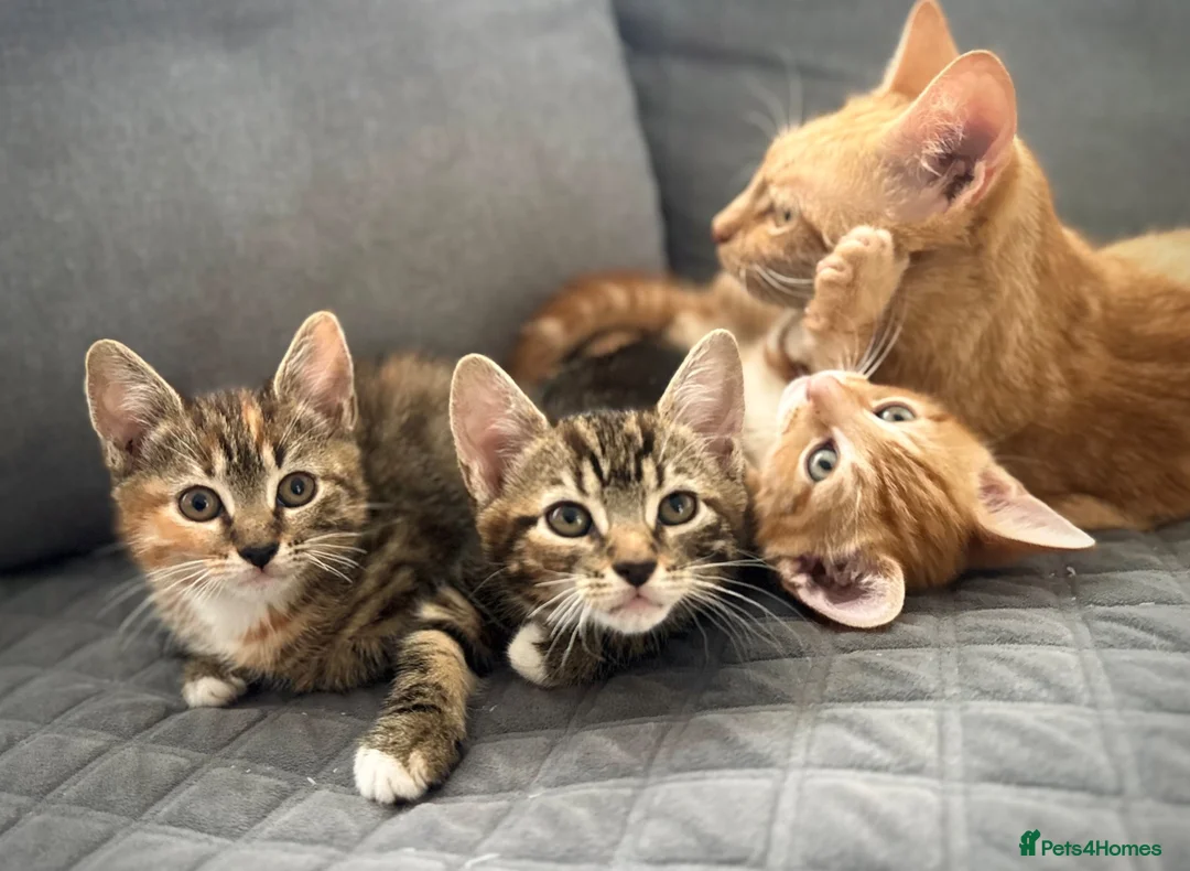 Mixed Breed cats for sale: Gorgeous kittens  - Advert 1
