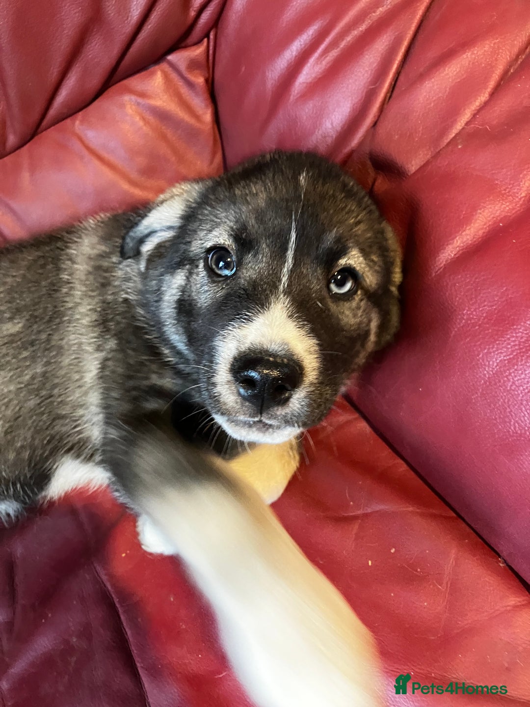 Mixed Breed dogs for sale: READY NOW! Caucasian Shepherd x Siberian Husky - Image 18