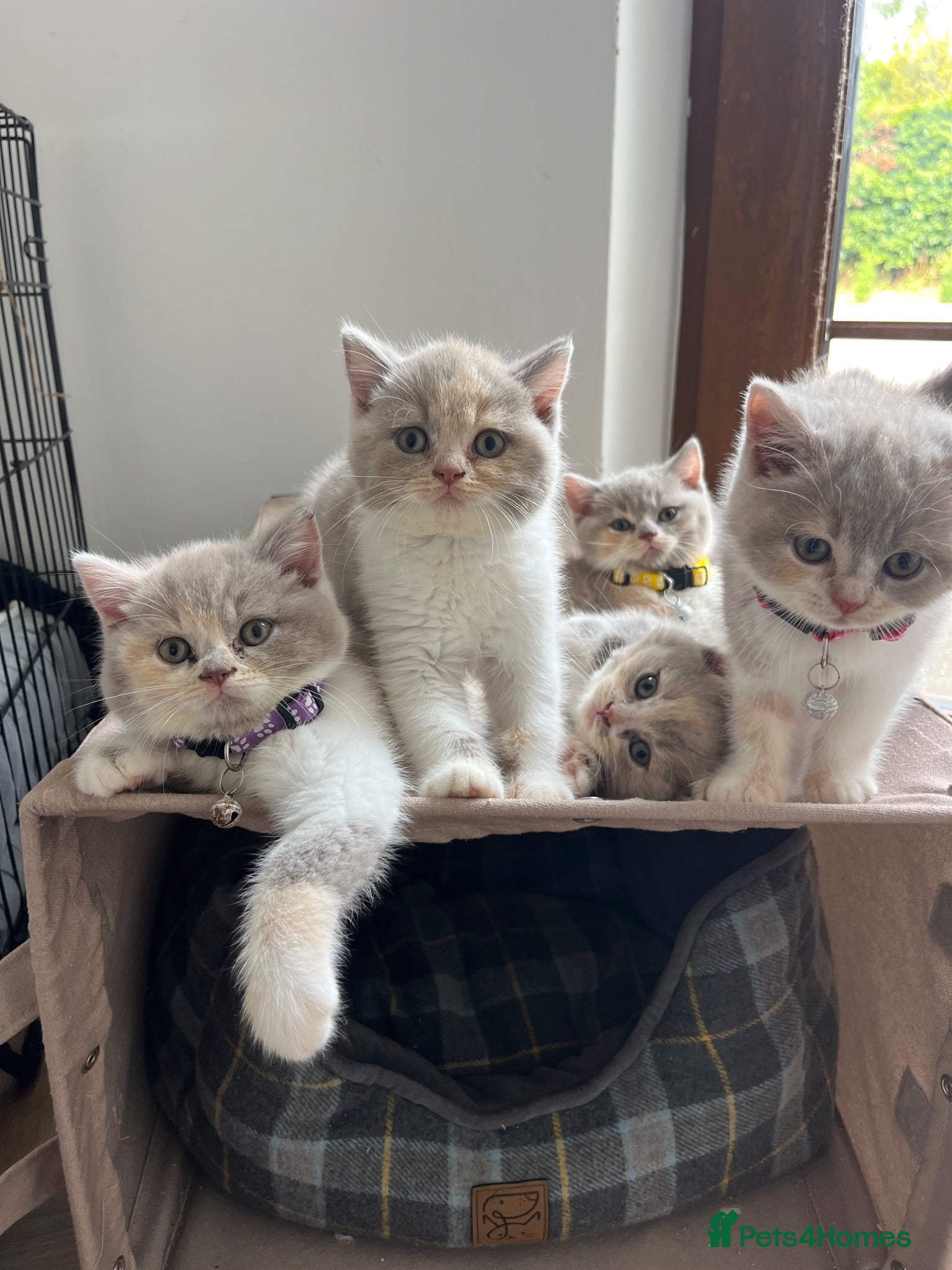 British Shorthair cats Incredible BSH Pedigree 🐾💖 GCCF £1000 - Advert 1