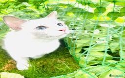 Ragdoll cats for sale: GCCF RAGDOLLS  - Image 6