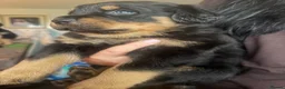 Rottweiler dogs for sale: 2 chunks left  in Maryport - Advert 2