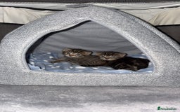 Domestic Shorthair cats for sale: 2x Tabby Cats (1x Male and 1x Female) - Image 1