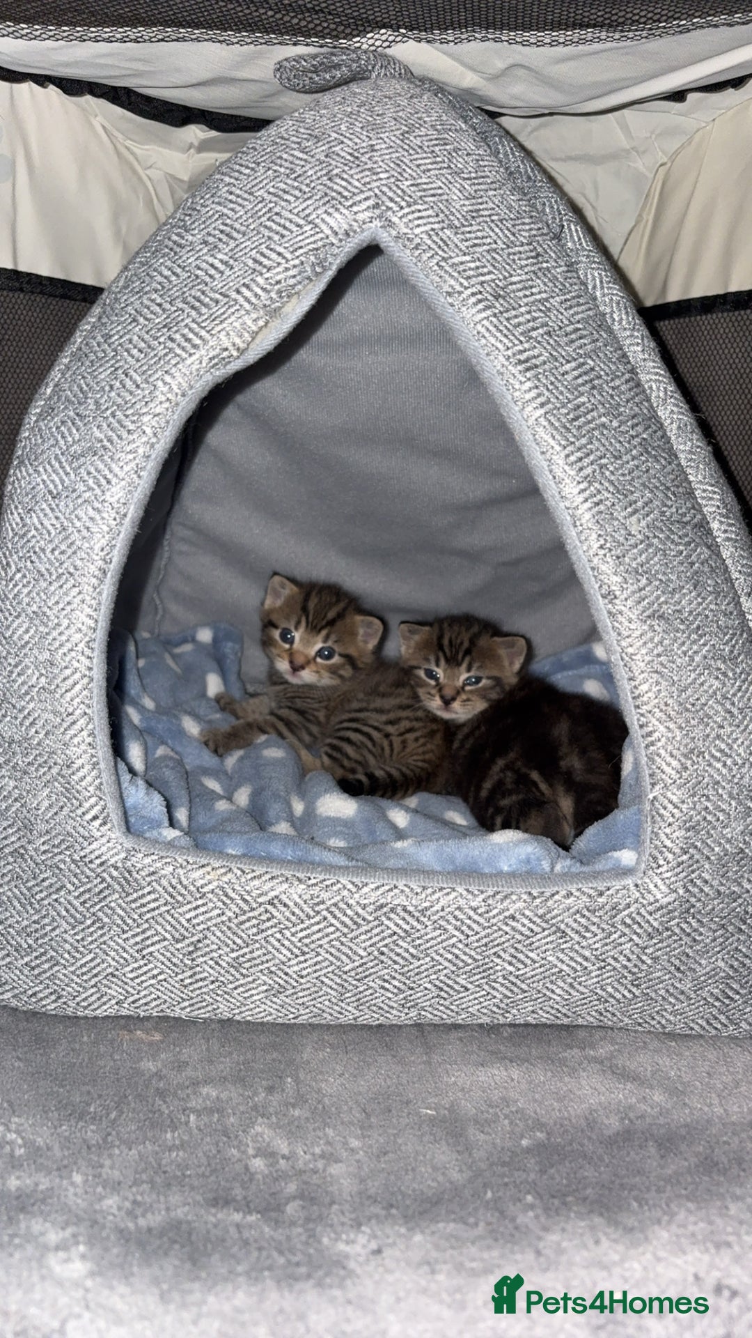 Domestic Shorthair cats for sale: 2x Tabby Cats (1x Male and 1x Female) - Image 1