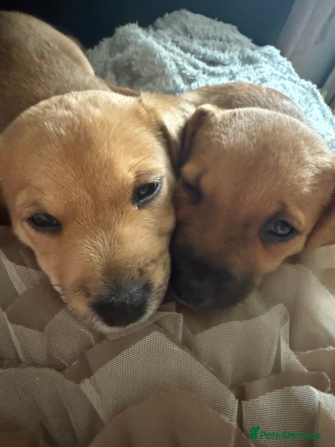 Mixed Breed dogs for sale: Lakeland/patterdale cross Jackchi puppies  - Image 14