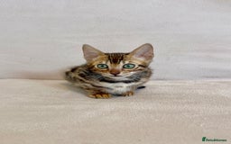 Bengal cats for sale: 🐾 Purebred BENGAL kittens🐾 - Image 8