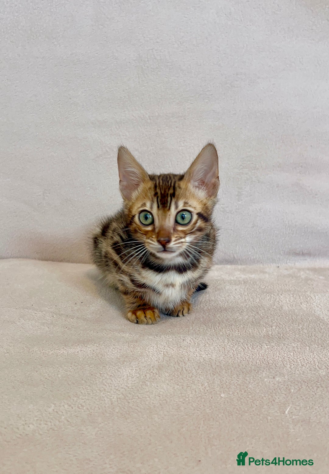 Bengal cats for sale: 🐾 Purebred BENGAL kittens🐾 - Image 8